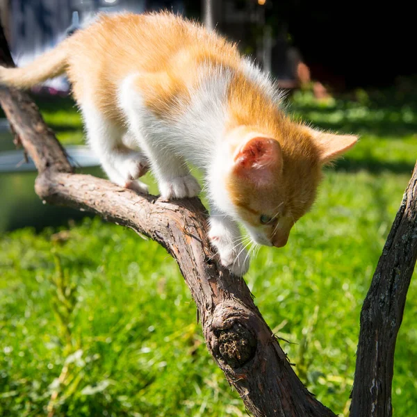 Ginger Gatito Escalando Una Vid Cerca Espacio Copia — Foto de Stock