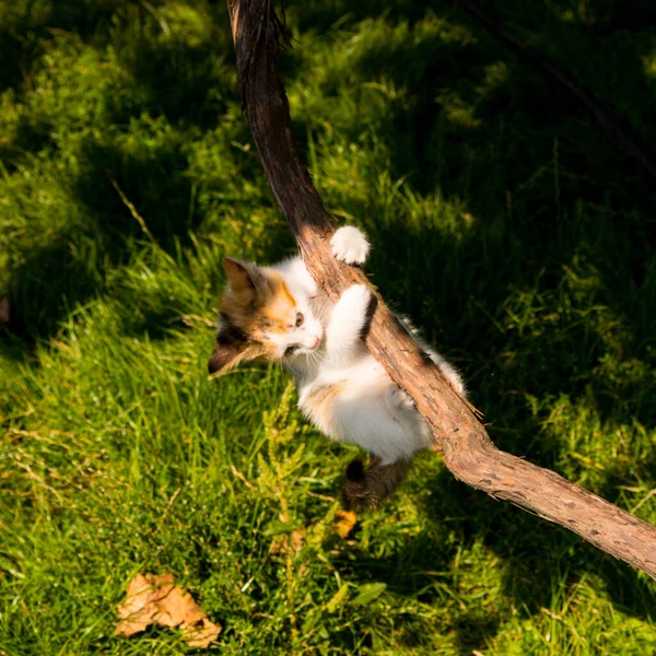 Ginger Gatito Escalando Una Vid Cerca Espacio Copia — Foto de Stock