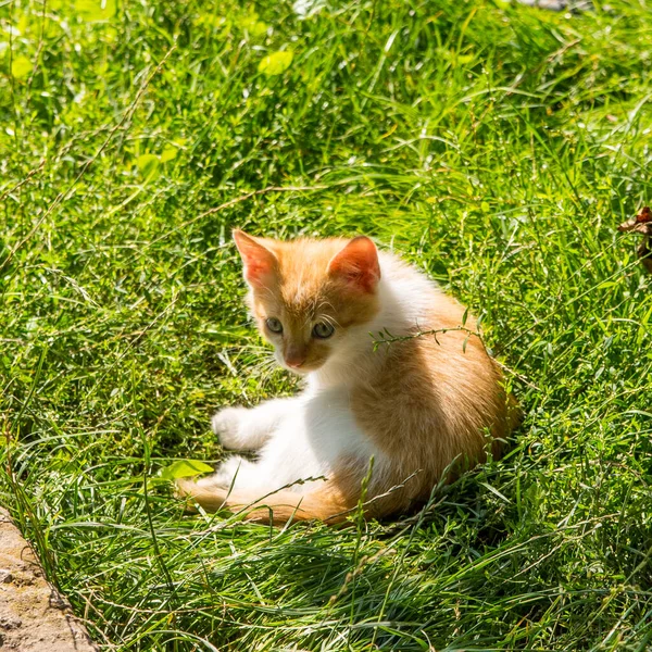 Ginger Kitten Sobre Hierba Verde Retrato Primer Plano Espacio Copia — Foto de Stock