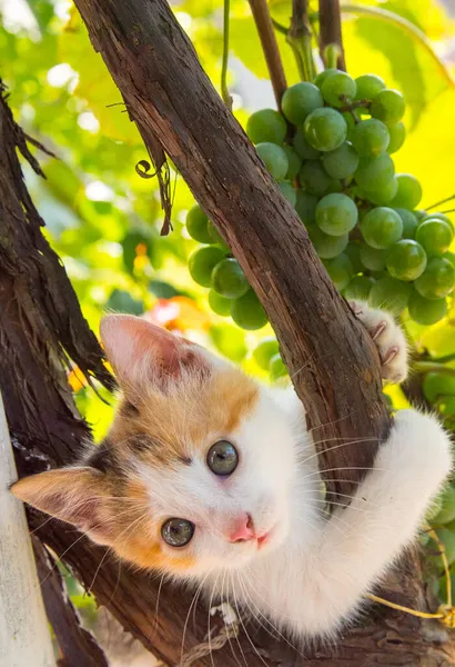 Gattino Allo Zenzero Una Vite Con Grappoli Uva Vicino Copiare — Foto Stock