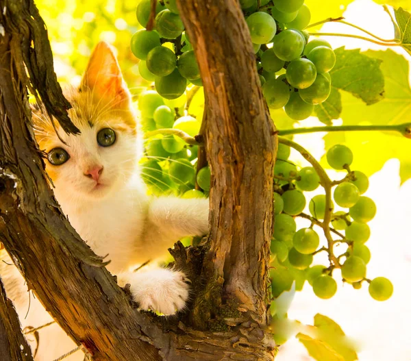 Ginger Kitten Climbing Vine Bunches Grapes Close Copy Space — Stock Photo, Image