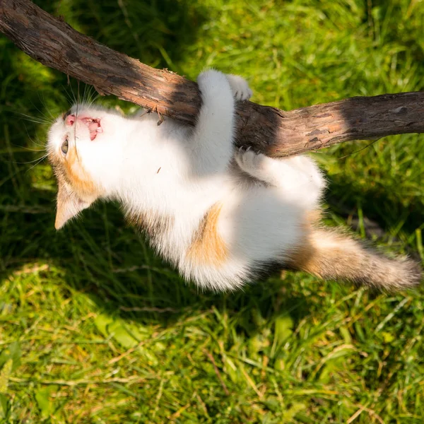 Ginger Kitten Climbing Vine Close Copy Space — Stock Photo, Image