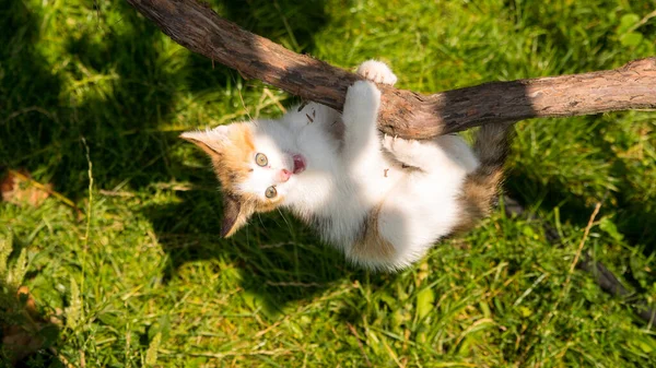 Ginger Kitten Weighs Vine Green Lawn Close Copy Space — Stock Photo, Image