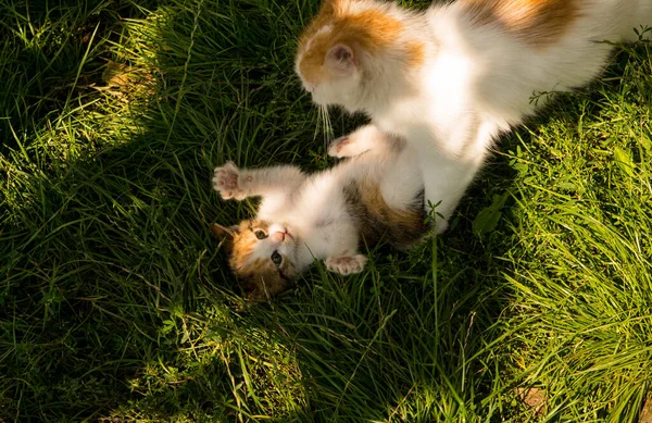 Moeder Gember Kat Spelen Met Gember Kitten Groen Gras Close — Stockfoto