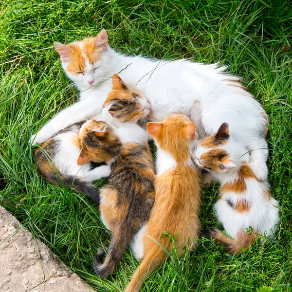 Red and white mom cat feeds kittens on green grass, close up, copy space