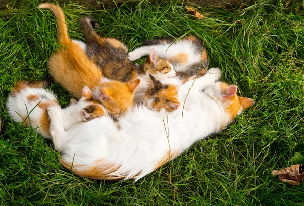 Mother Ginger White Cat Lies Kittens Green Grass Close Copy — Stock Photo, Image