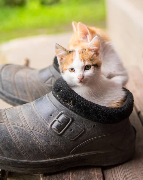 Ginger Kittens Sit Old Black Galoshes Portrait Close Copy Space — Stock Photo, Image