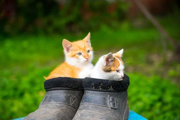 Two Ginger Kittens Sitting Old Black Galoshes Close Copy Space — Stock Photo, Image