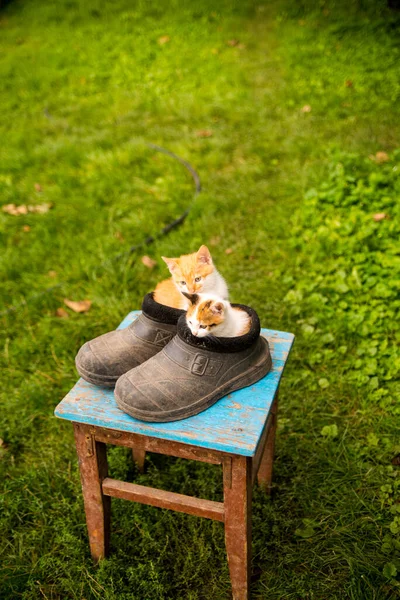 กแมวข งสองต งอย ในกาแล าเก ใกล าเนา — ภาพถ่ายสต็อก