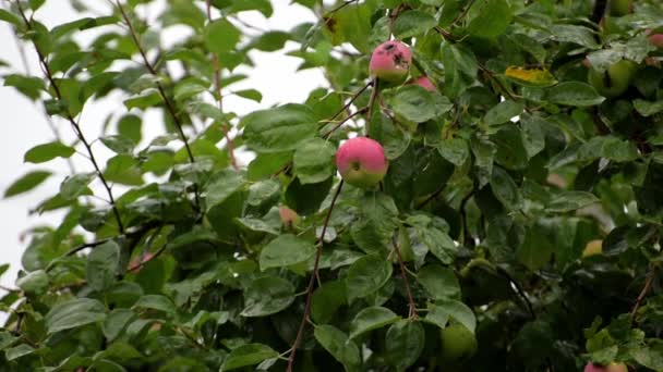 Branche Pommier Avec Des Pommes Sous Pluie Battante — Video