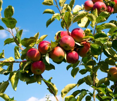 Gökyüzüne karşı bir dalda kırmızı elmalar, kapan, boşluğu kopyala