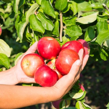 Kadın elleri kırmızı elmaları tutar, yakın plan, boşluğu, deseni kopyala