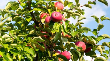 Gökyüzüne karşı bir dalda kırmızı elmalar, kapan, boşluğu kopyala