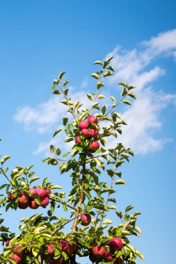 Gökyüzüne karşı bir dalda kırmızı elmalar, kapan, boşluğu kopyala