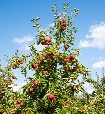 Gökyüzüne karşı bir dalda kırmızı elmalar, kapan, boşluğu kopyala