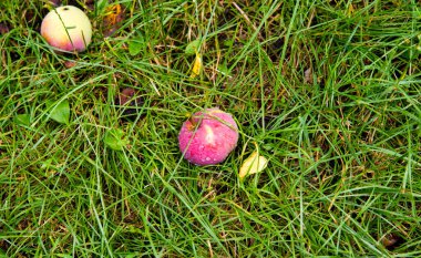 Yeşil çimenlerin üzerinde kırmızı elmalar, gül damlaları, yakın plan, kopyalama alanı, doğal şartlar