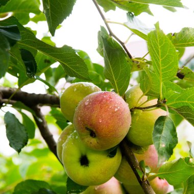 Kırmızı-yeşil elmalar bir dalda Ross damlaları, yakın plan, kopyalama alanı, doğal koşullar