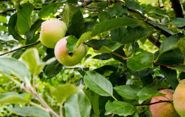 Kırmızı-yeşil elmalar bir dalda Ross damlaları, yakın plan, kopyalama alanı, doğal koşullar