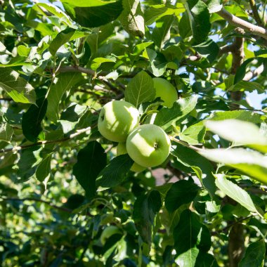 Su damlaları olan bir dalda elmalar, boşluğu kopyala, kapat