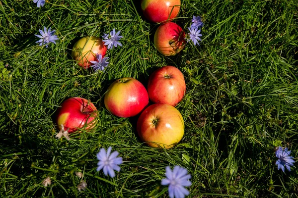 Maçãs Vermelhas Com Gotas Água Com Violetas Grama Verde Close — Fotografia de Stock