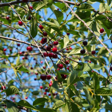 Gökyüzünde yeşil yaprakları olan bir dalda kırmızı kiraz, kapat, boşluğu kopyala