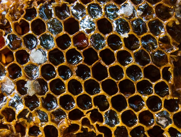 Honeycomb Honey Close Background Texture — Stock Photo, Image