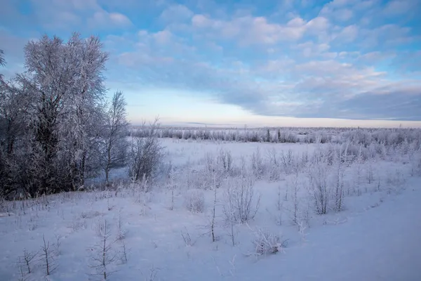 Vinterskog Gryningen Träden Vita Med Frost Stockbild