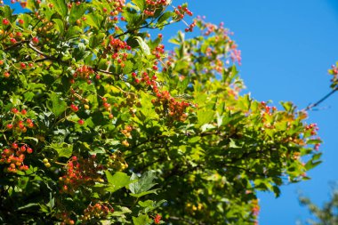 Kırmızı çalı gökyüzüne karşı, kapat, boşluğu kopyala, şablon, kartpostal