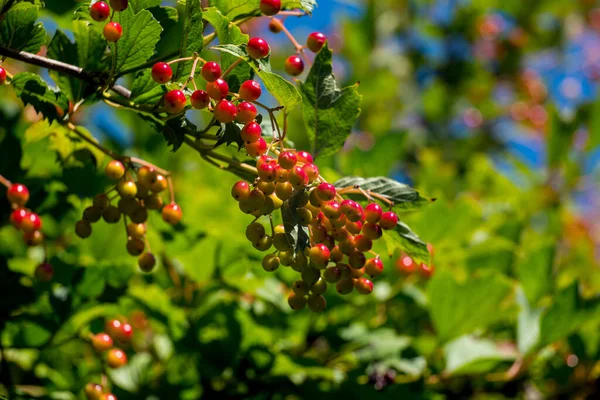 Red Rowan Bush Contro Cielo Vicino Copiare Spazio Modello Cartolina — Foto Stock