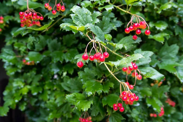 Grappoli Bacche Rosse Sorbo Con Gocce Acqua Dalla Pioggia Primo — Foto Stock