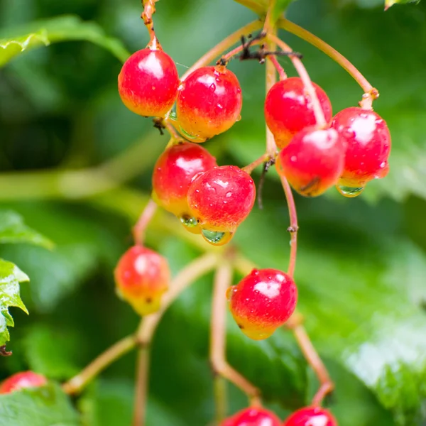 Grappoli Bacche Rosse Sorbo Con Gocce Acqua Dalla Pioggia Primo — Foto Stock