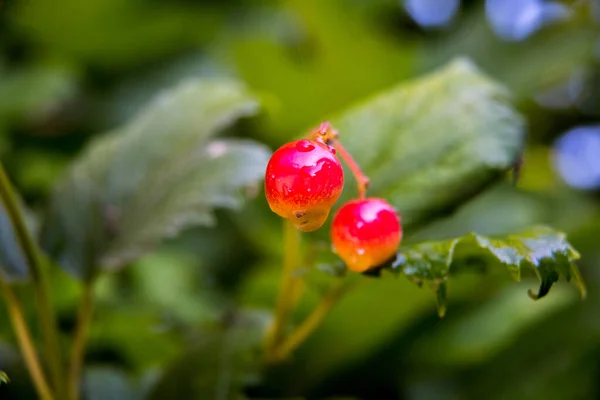 Grappoli Bacche Rosse Sorbo Con Gocce Acqua Dalla Pioggia Primo — Foto Stock