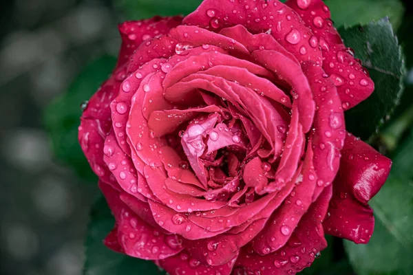 꽃잎에 물방울이 떨어지는 장미꽃 봉오리 템플릿 — 스톡 사진