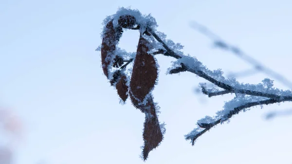Strom Větev Pokrytá Sněhem Chrastítko Pozadí Zimního Lesa Zblízka Kopírovací — Stock fotografie