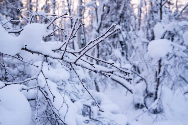 Ένα Κλαδί Δέντρου Καλυμμένο Χιόνι Παγετός Στο Φόντο Ενός Χειμερινού — Φωτογραφία Αρχείου