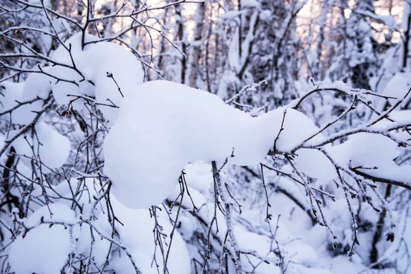 Větve Stromů Pokryté Sněhem Pozadí Zimního Lesa Detailní Záběr Kopírovací — Stock fotografie