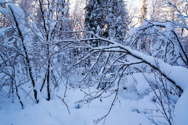 Una Rama Árbol Cubierta Nieve Helada Contra Fondo Bosque Invierno — Foto de Stock