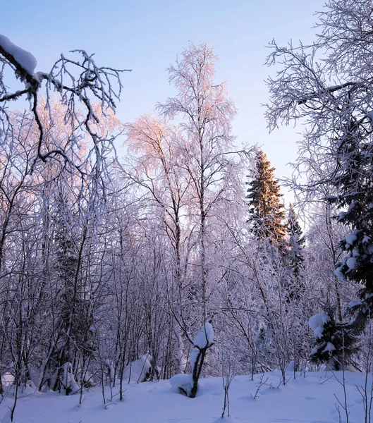 Χειμερινό Δάσος Ηλιοβασίλεμα Χειμερινό Τοπίο — Φωτογραφία Αρχείου