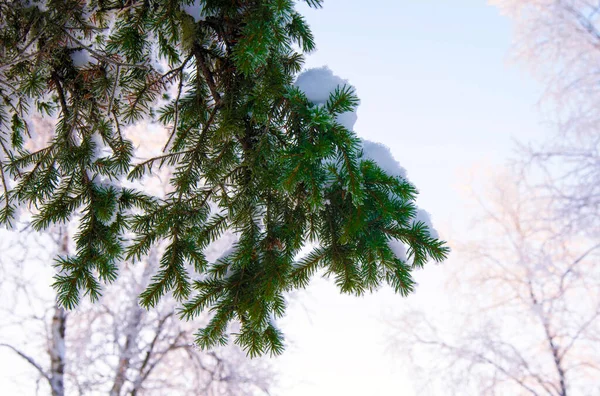 Πράσινο Κλαδί Ερυθρελάτης Καλυμμένο Χιόνι Στο Φόντο Ενός Χειμερινού Δάσους — Φωτογραφία Αρχείου