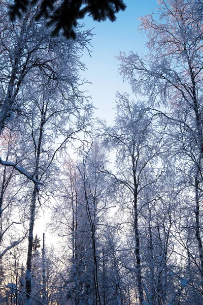Χειμερινό Δάσος Ηλιοβασίλεμα Χειμερινό Τοπίο — Φωτογραφία Αρχείου