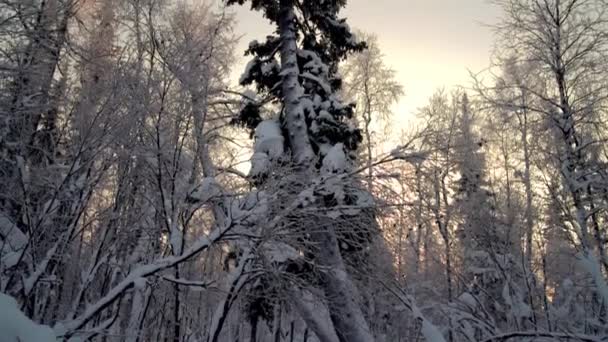 Vinterskog Vid Solnedgången Ledningar Från Botten Till Toppen — Stockvideo