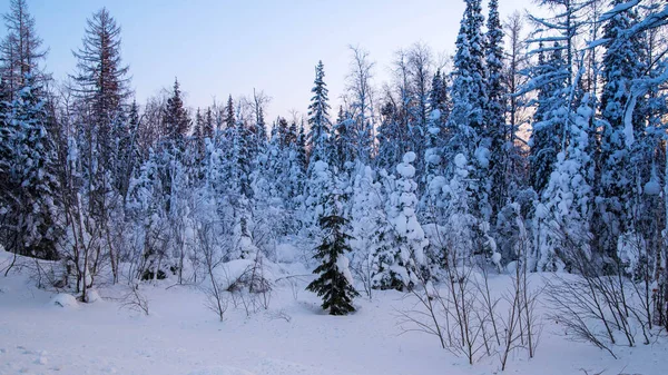 Árboles Cubiertos Nieve Atardecer Paisaje Forestal Invernal Espacio Para Copiar — Foto de Stock
