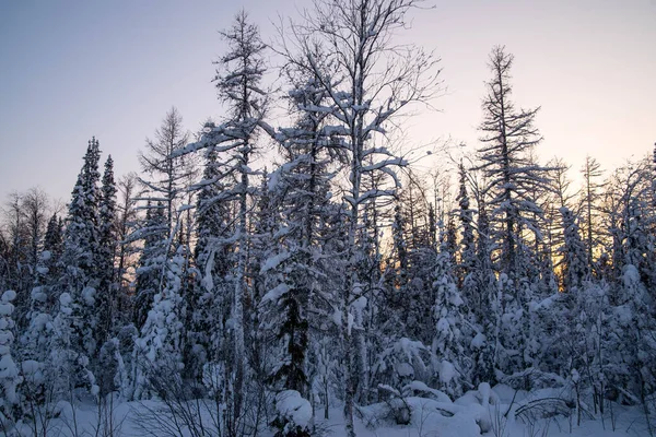 Fir Δέντρα Καλυμμένα Χιόνι Στο Ηλιοβασίλεμα Χειμερινό Δάσος Τοπίο Αντίγραφο — Φωτογραφία Αρχείου