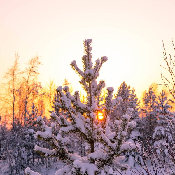 Πεύκο Καλυμμένο Χιόνι Ηλιοβασίλεμα Χειμερινό Δασικό Τοπίο Αντιγραφή Χώρου — Φωτογραφία Αρχείου
