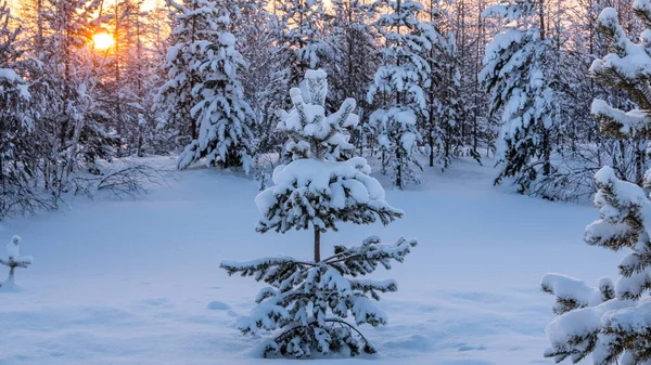 Abeto Cubierto Nieve Atardecer Paisaje Forestal Invernal Espacio Para Copiar — Foto de Stock