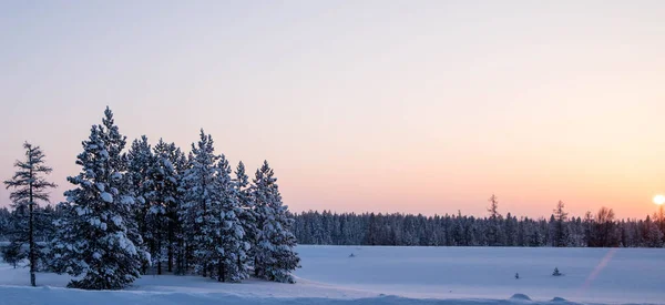 Fir Δέντρα Καλυμμένα Χιόνι Στο Ηλιοβασίλεμα Χειμερινό Δάσος Τοπίο Αντίγραφο — Φωτογραφία Αρχείου