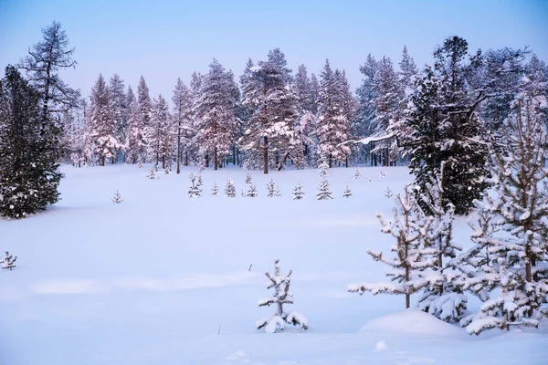Árboles Cubiertos Nieve Atardecer Paisaje Forestal Invernal Espacio Para Copiar — Foto de Stock
