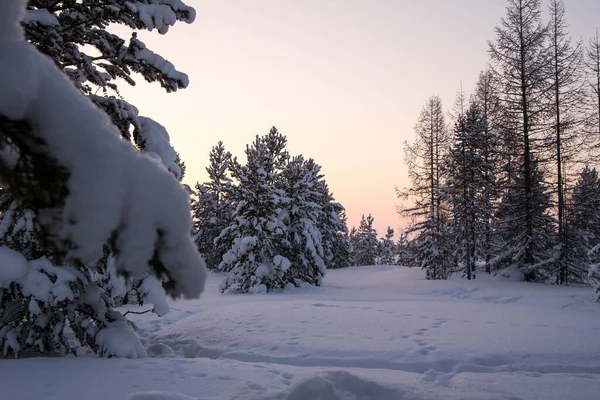 Árbol Navidad Cubierto Nieve Paisaje Invernal Del Bosque Espacio Para — Foto de Stock