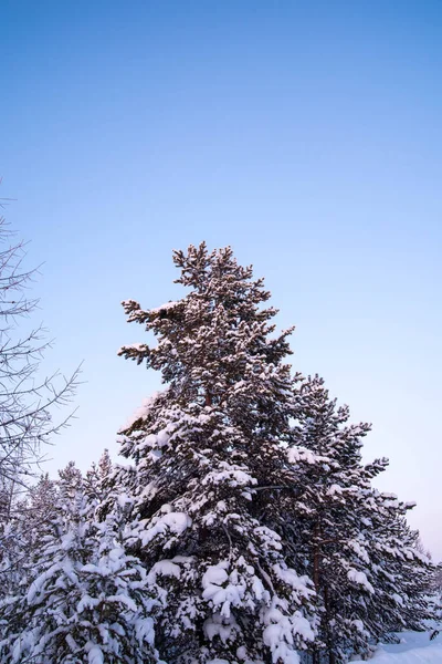 Árbol Navidad Cubierto Nieve Paisaje Invernal Del Bosque Espacio Para — Foto de Stock