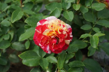 Gül çiçeğinin üzerindeki arı. Ressamın gülü 